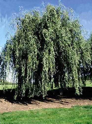 Gold Weeping Curly Willow Tree Cutting Rarest Of All