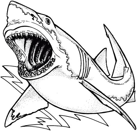 Basic Shark Drawing at GetDrawings | Free download