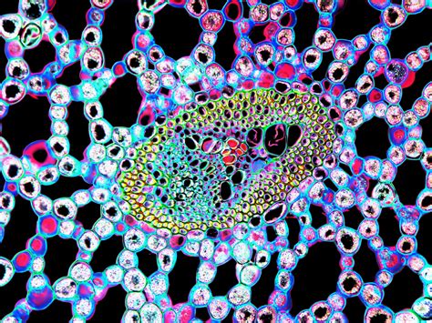 Amazing Micrographs Show What Cells Really Look Like Wired