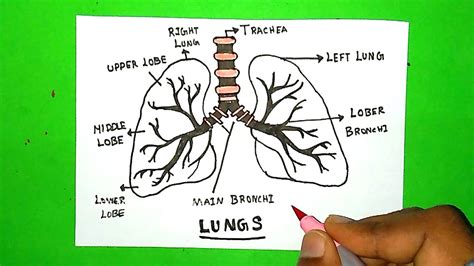 How To Draw A Lungs Labeled Diagram Human Respiratory System Diagram