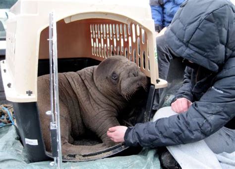 17 Heartwarming Pictures Of Mitik The Orphaned Baby Walrus