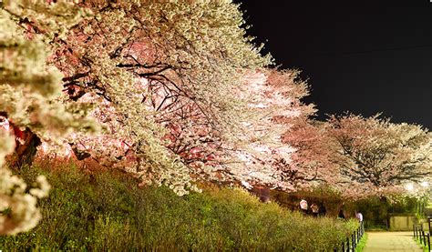 Tobu Spring Festival Enjoy Spring In Japan｜tobu Railway