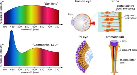 Sunlight Spectrum Consists Of Wavelengths Representing Different