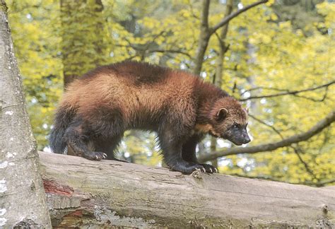 Wolverine Populations Ontario Fur Managers Federation