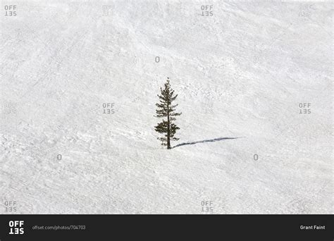 Single Pine Tree Standing In A Large Field Of Snow In Yosemite National