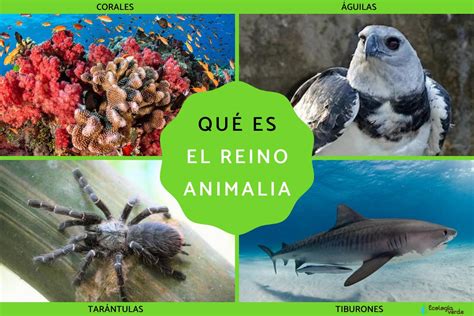 Reino Animalia o animal qué es características clasificación y ejemplos Resumen