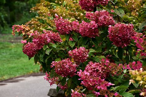 Hydrangea paniculata, the panicled hydrangea, is a species of flowering plant in the family hydrangeaceae native to southern and eastern china, korea, japan and russia (sakhalin). Diamond Rouge® Hydrangea (Hydrangea paniculata 'Rendia ...