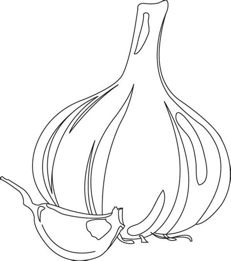 Garlic bulb and clove coloring page | Download Free Garlic bulb and