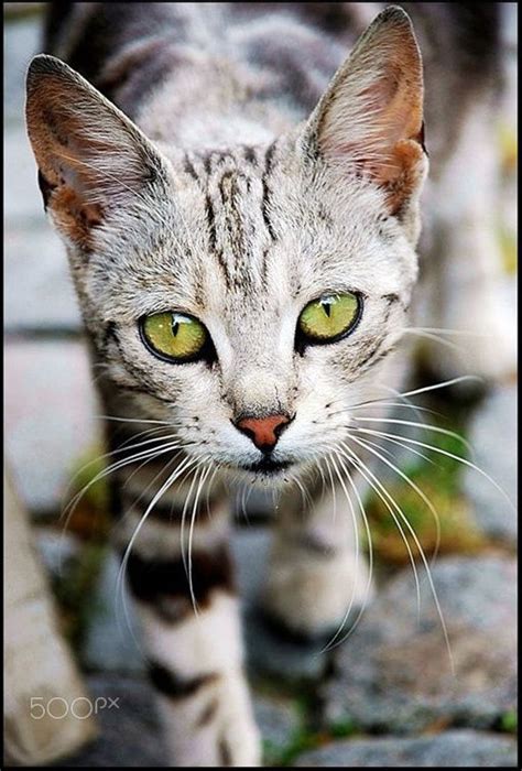 Beautiful Cat With Green Eyes Cats Beautiful Cat Kittens