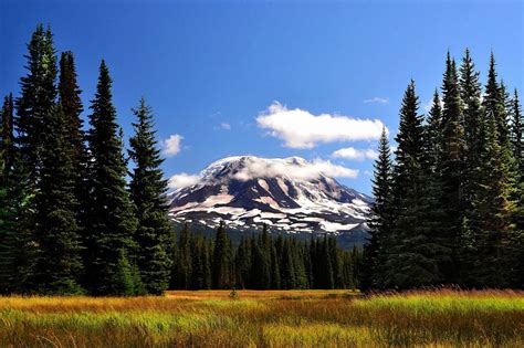 Mt Adams As Seen From Muddy Meadows In Ford Pinchot National Forest