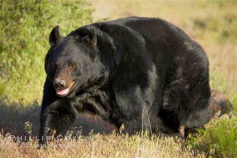 American Black Bear Adult Male Ursus Americanus 12249