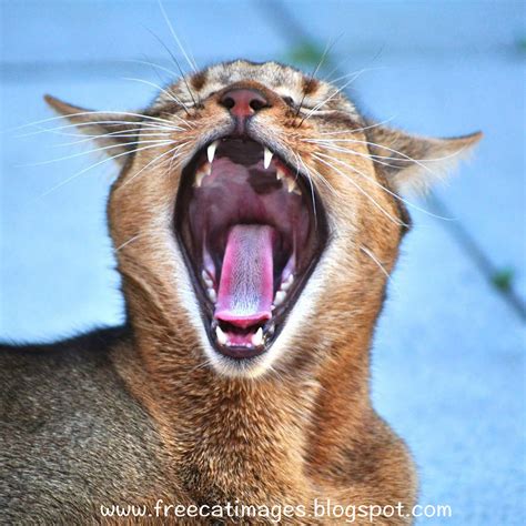 Free Cat Images Free Yawnig Cat Picture Mouth Wide Open