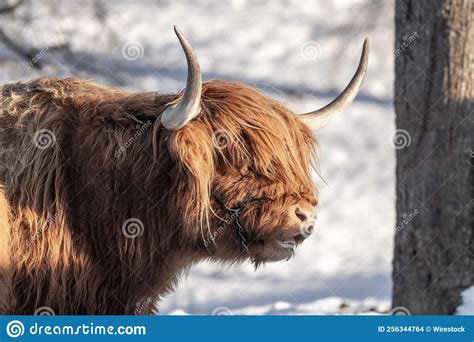 Closeup Of Scottish Highland Cattle In Winter Stock Photo Image Of