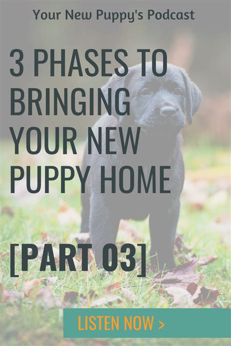 Part 03 3 Phases To Bringing Your New Puppy Home New Puppy Puppies