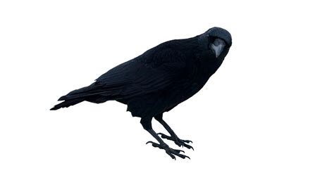 Download Black Crow Standing Png Image For Free