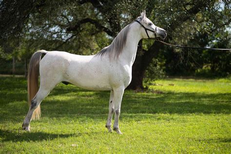 4 Oldest Horse Breeds In The World