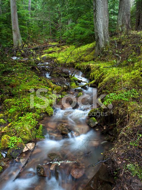 Lush Green Stream Stock Photo Royalty Free Freeimages