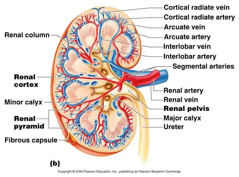 Hma practical 3 for monday july 23 and wednesday july 25. Print Urinary System flashcards | Easy Notecards