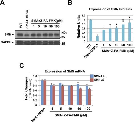 Drug Screening With Human Smn2 Reporter Identifies Smn Protein