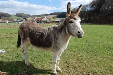 Filedonkey Equus Asinus Apr 8 2012 Germany Wikimedia Commons