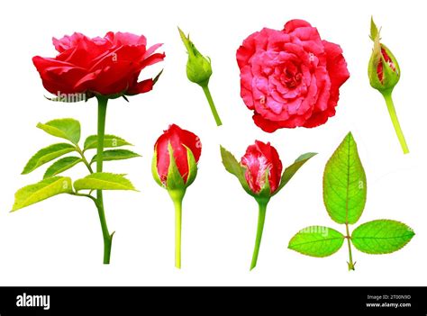 Collection Of Beautiful Red Rose Flowers Red Rose Buds And Leaves