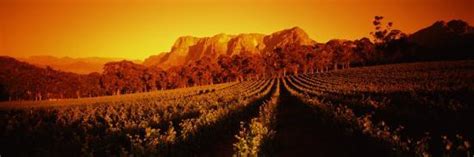 Jonkershoek valley and the groot drakenstein mountains from stellenbosch. 'Vineyard with Mountains, Groot Drakenstein, Stellenbosch ...