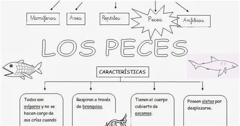 Mapa Conceptual Del Pescado Book Jb1r