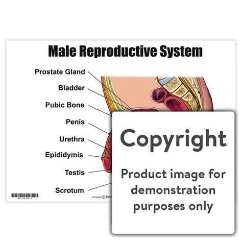 Male Reproductive System Diagram Photos