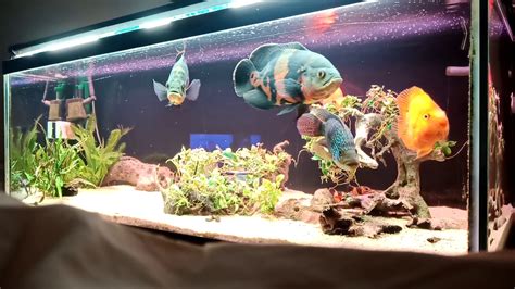 Oscar Fish Aquarium Planted Youtube