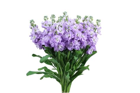 Stock Lavender 70cm Ecuador Stock Flower Diy Wedding Flowers