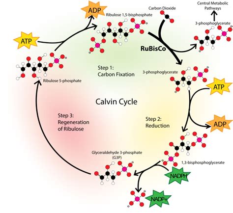 It is used to create glucose. Photosynthesis: Sugar as Food | CK-12 Foundation