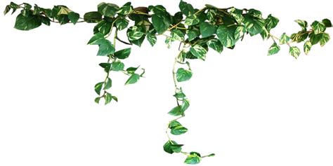 Free Vines Transparent Background Download Free Vines Transparent