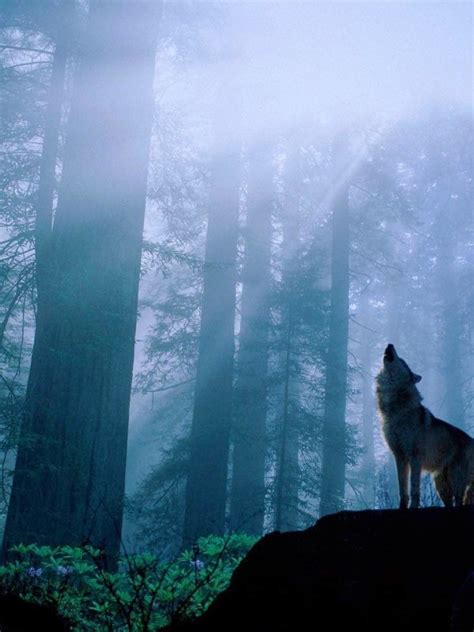 Free Download 71 Wolves Howling Wallpapers On Wallpaperplay 1920x1200