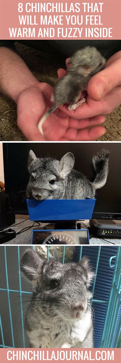 8 Chinchillas That Will Make You Feel Warm And Fuzzy Inside