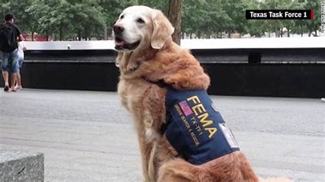 Bretagne The Last 911 Search And Rescue Dog Euthanized