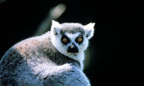 Madagascars Endangered Biodiversity