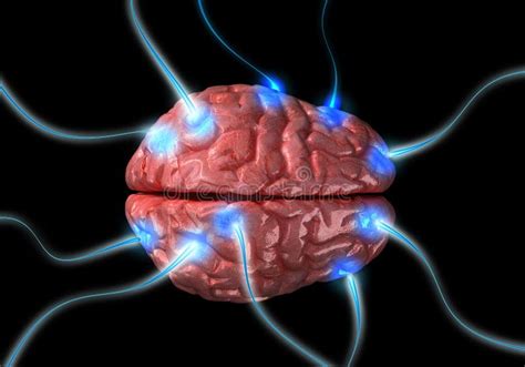 Impulses In Brain Royalty Free Stock Photography Image 13379897