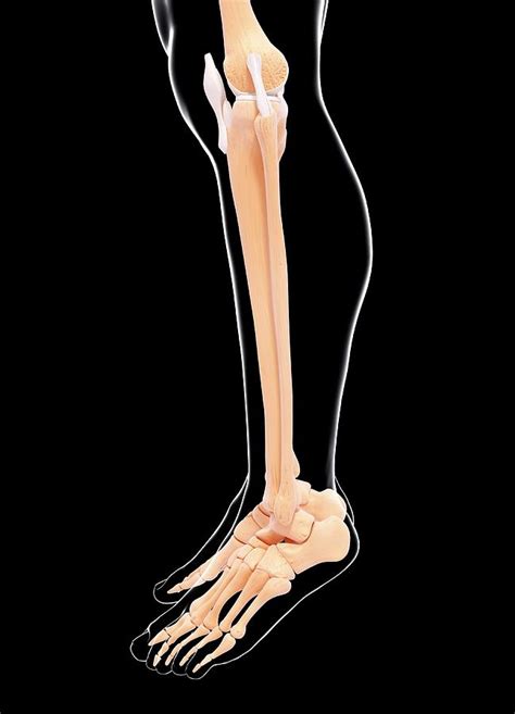 Human Leg Bones Photos Lower Leg Bones High Resolution Stock