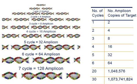 Esquema De Amplificación De Adn Por Pcr Grothusen H 2008 Download