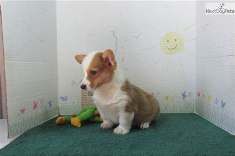 New and used items, cars, real estate, jobs, services, vacation rentals and ears are just about to go up! Welsh Corgi, Pembroke puppy for sale near Springfield, Missouri | 3729be7a-5fc1 | Corgi, Corgi ...