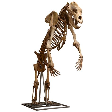 Huge Prehistoric Cave Bear Skeleton For Sale At 1stdibs Prehistoric