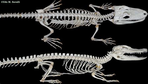 Bio370 Alligator Skeleton