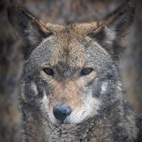 Cts Beardsley Zoo Welcomes Red Wolf