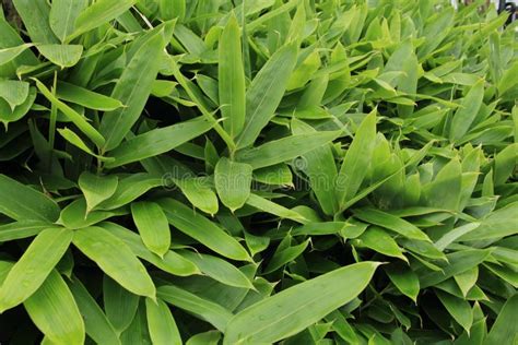 Large Bamboo Leaves Stock Photo Image Of Beautiful Plant 79196288