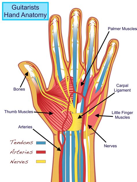 Hand Muscle Anatomy Anatomical Charts And Posters