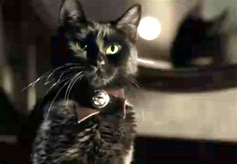 Cat names in horror movies. Cat Blog: The Horror Cats - Cats in Horror Movies, Not ...