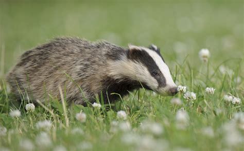 Stop The Badger Cull Coming To Warwickshire Tame Valley Wetlands