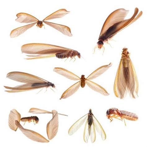 Flying Termites With Wings Swarmers Pictures And How To Get Rid