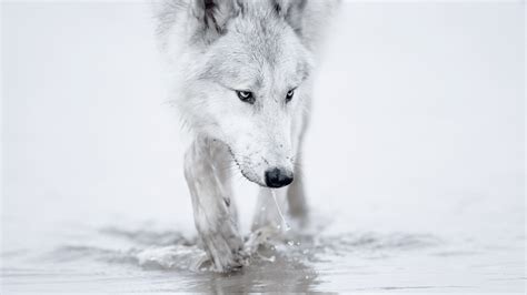 Snow Wolf Wallpapers Wallpaper Cave