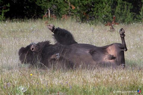 Come to yellowstone to see grizzly and black bears, thousands of wild bison, packs of wolves, giant waterfalls and the largest concentration of active geysers on earth. Yellowstone National Park